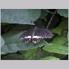 Papilio polytes - Suedostasien-China - mainau 001.jpg